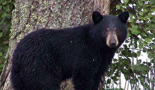 梦见“狗熊”是好是坏？与现实的哪些事相关？